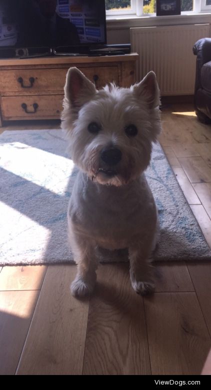 Rooney he’s 7 years old and a west highland terrier ☺️