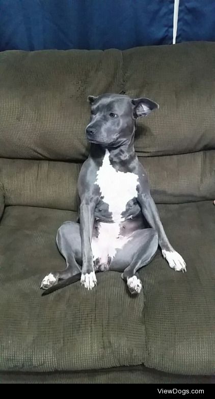 Our pit bull Zelda likes to sit like a person on the couch and…