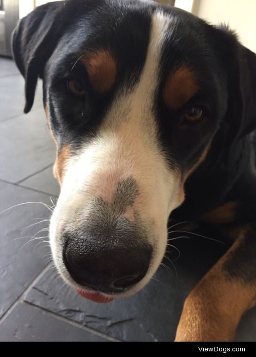 My one year old Greater Swiss Mountain dog, Moses :)