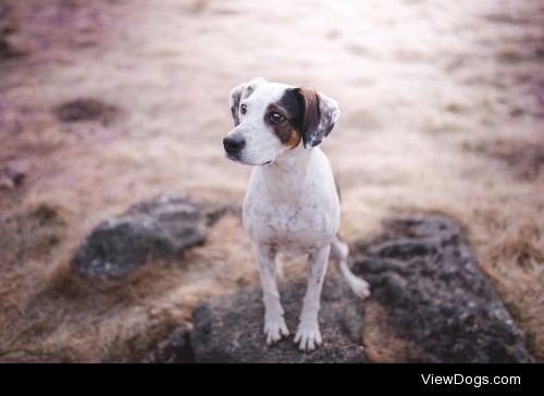 Grzegorz Bukalski | Trekking dog