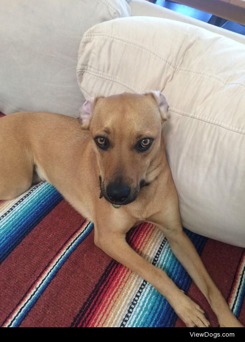 This is Churro. He’s a rescue mix from Baja California currently…