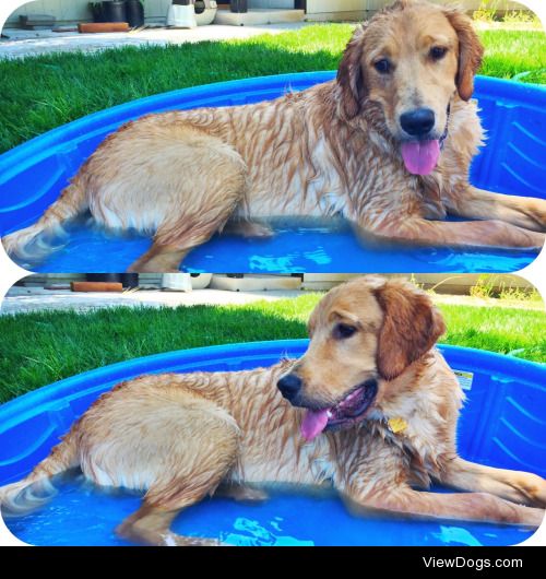 Cash LOVES swimming when it’s sunny outside!