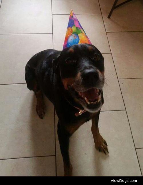 This is my 8 year old Rottweiler/Doberman mix Kida. The picture…