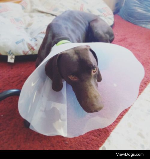 Someone is not that happy about the cone thing.
(Fry, 2, rescued…