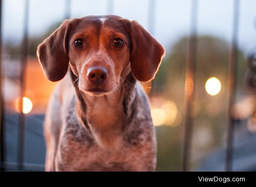 Eva || Beagle/Hound Mix