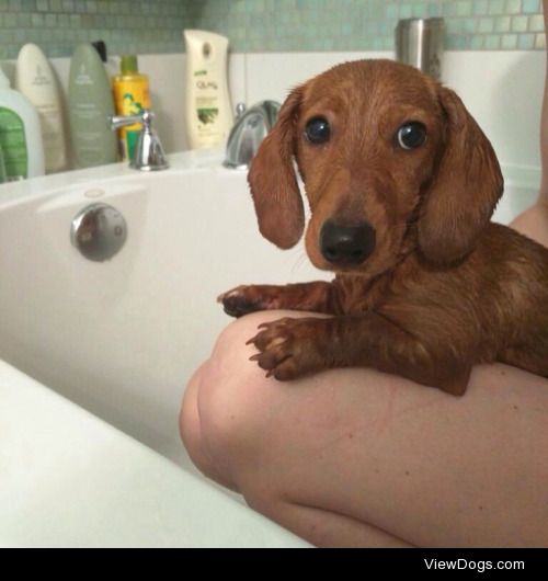 Lafayette the dachshund after his first bath
