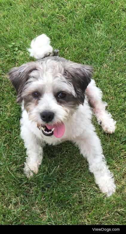 This is Carlisle, one of the happiest boys you’ll ever…