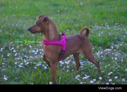 This is my Miniature pinscher, Lola! You can follow her on her…
