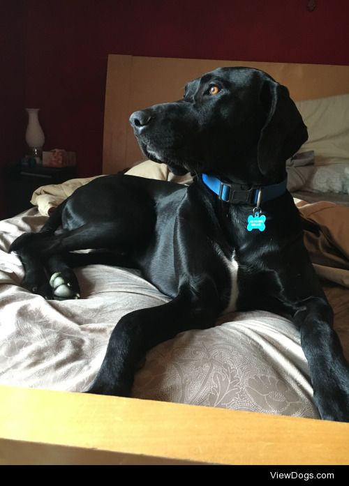 My one year old German shorthair and lab mix, Douglas.