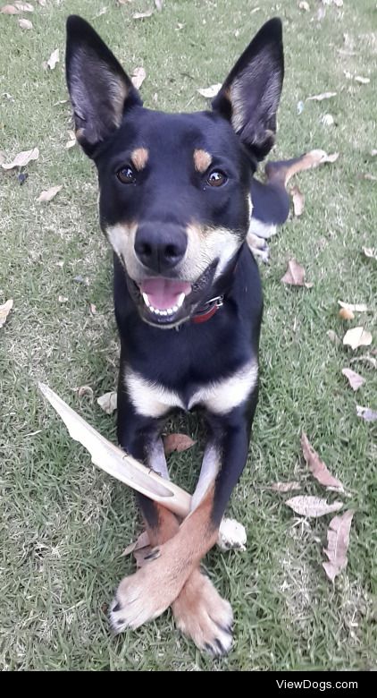 This is Tex, a 1.5 year old Australian Kelpie. He enjoys chasing…
