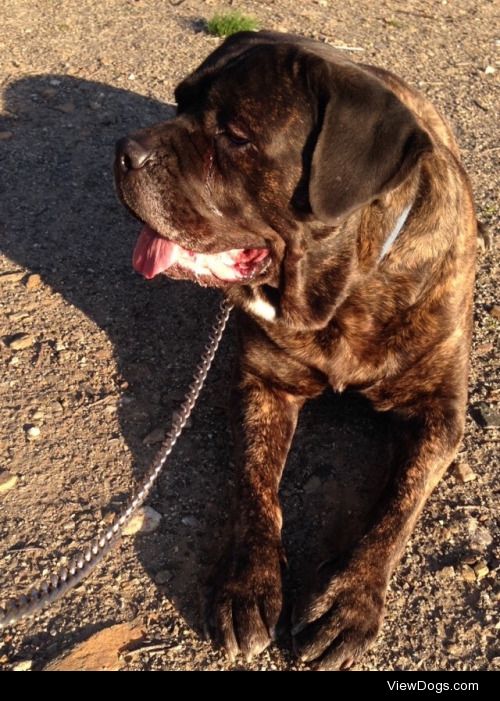 This is Riddick the 4 year old Cane Corso. He doesn’t know how…