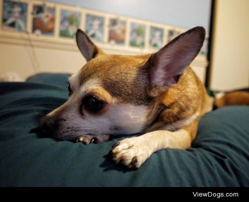 Life is ruff. This is my Chihuahua mix, Lola, thinking deep…