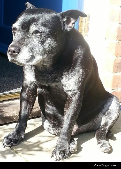 Robson, a 13 year old Staffordshire Bull Terrier