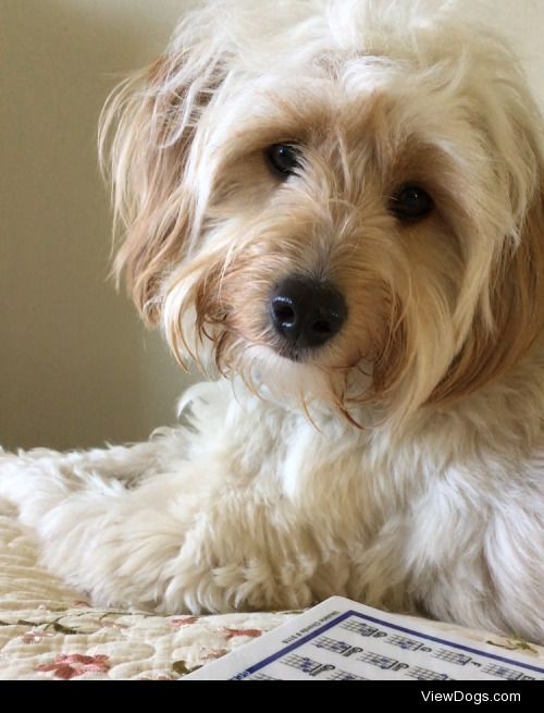 This is Moose, my 1 year old mini golden doodle. He’s like the…