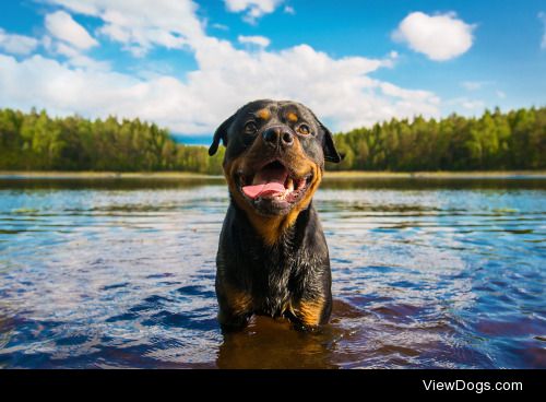 Andreas Fan | Eskil the rottwailer