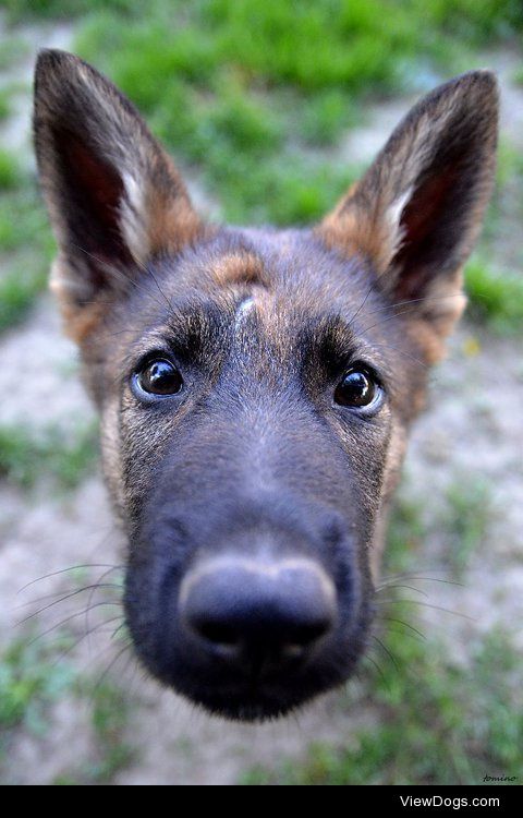 Tomino Contofalsky | Curious puppy