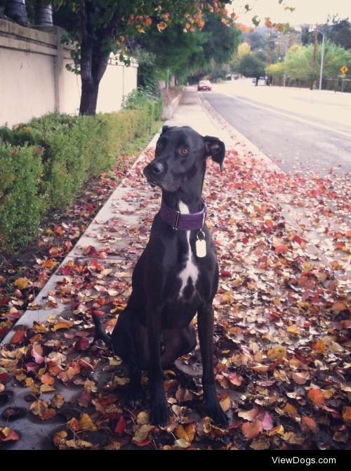 Calvin St.James Great Dane Greyhound mix