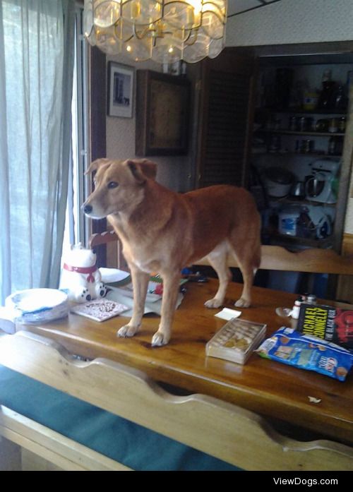This is Banjo protesting a lack of treats at ground…