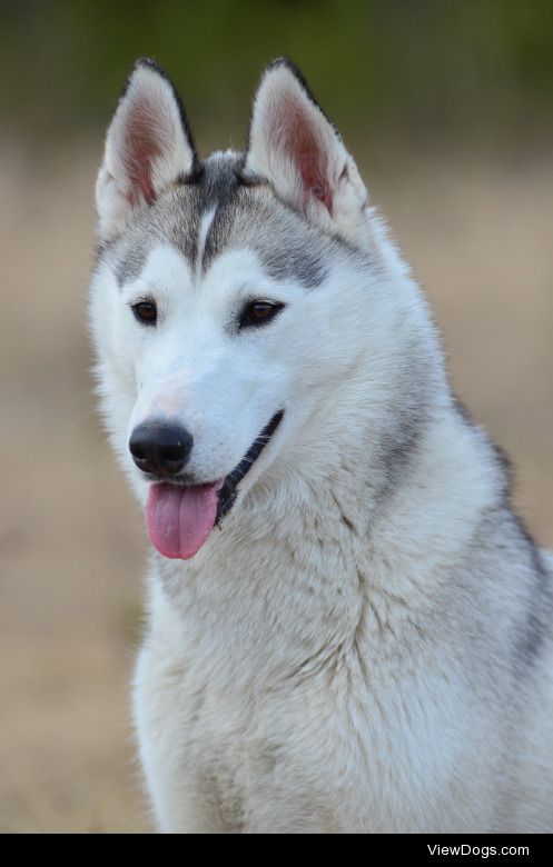 Tikaani the Siberian husky, 9 months old ♥