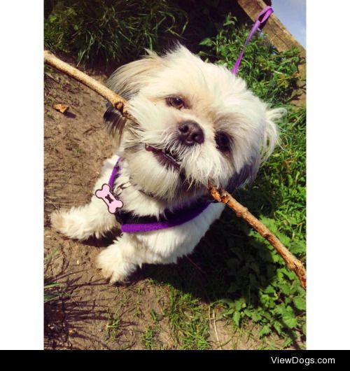 This is Bella, my 8 month old rescue shih tzu. Before being…
