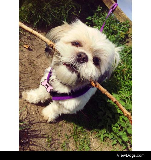 This is Bella, my 8 month old rescue shih tzu. Before being…
