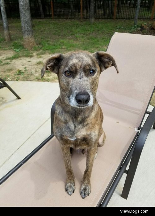 This is my sweet boy Ivan. We know he’s part Catahoula Leopard,…