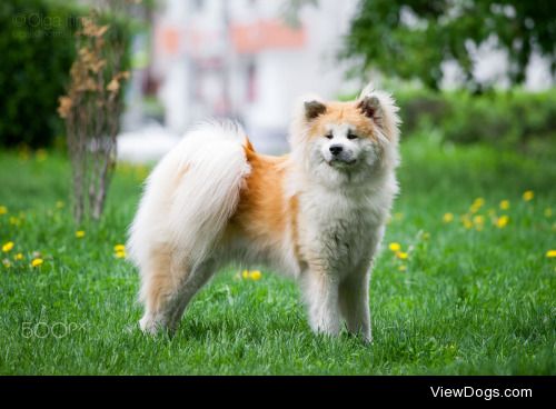 Olga Itina | Akita inu