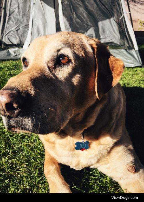 This is Rio, my 14 year old best friend/yellow Labrador. He was…