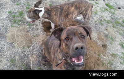 Chloe and Hippie after digging for gophers – a pitbull and an…