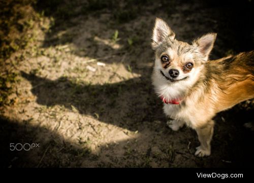 Roman Trapper Shershnev | dog smiley face