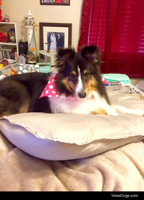 Gracie Shetland Sheepdog