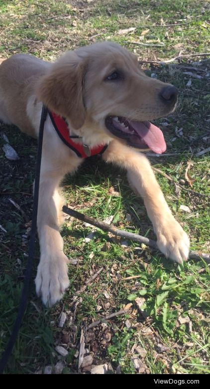 Link, 5 month old Golden Retriever pup
