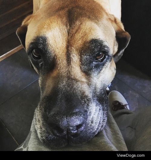 Hungry eyes. Duchess, my 10 year old South African Boerboel :)