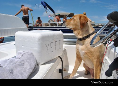 This is my boy, Barron. He is a bullmastiff and Yellow Lab mix….