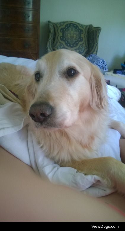 My sweet golden girl Dolly, who sat still long enough for this…