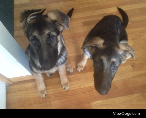 My twin German Shepherd pups when they were three months old