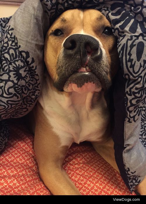 This is Roscoe, a pitbull/boxer mix, he likes to burrow….