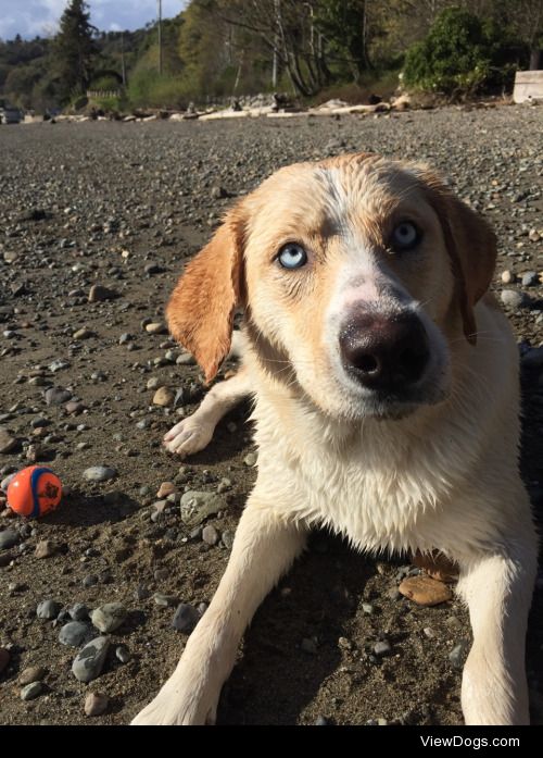 Luna, 1 year old. Golden retriever / husky mix