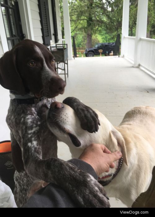 My 6yr old lab “Jack” hangin with my 5mo. Old GSP…