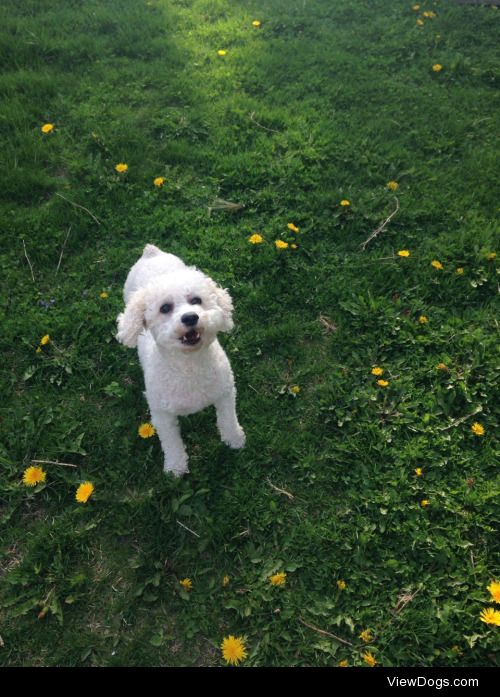 This my bichon poodle, Mollie, and she’s got a lot to say for…