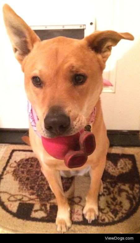 This is Trixie, an 8 year old Jindo mix who loves playing ball…