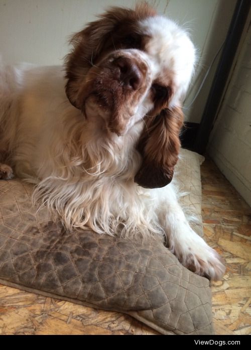This is my pup! His name is Tucker and he’s a Clumber spaniel….