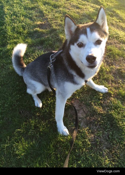 Helix, the Siberian Husky!