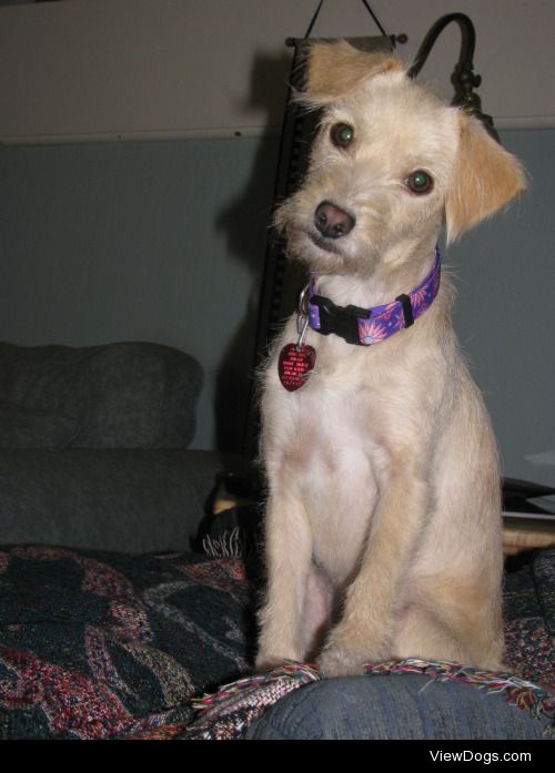 Daisy is a one year old terrier mix at the time of this photo….