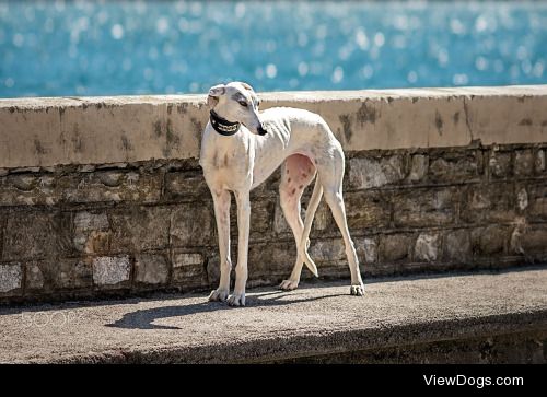 Sveta Elfimova | Elegant Spanish Greyhound