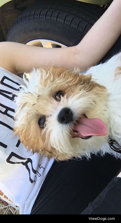 This is Gatsby. He’s a 5 month old Shichon puppy. He loves…