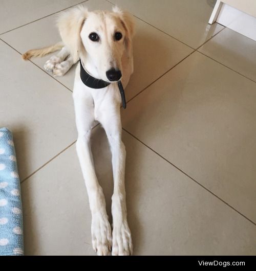 This is Ralph! He’s a saluki puppy who loves chasing his…