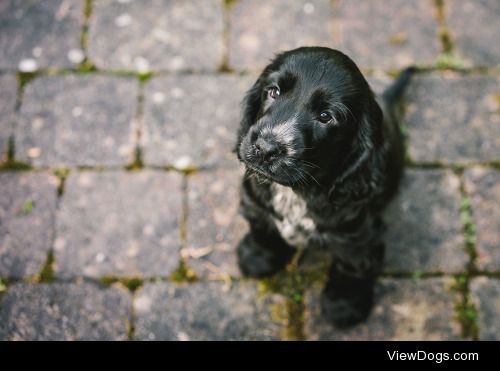 Melissa Keizer | Bubba the Cocker Spaniel Puppy