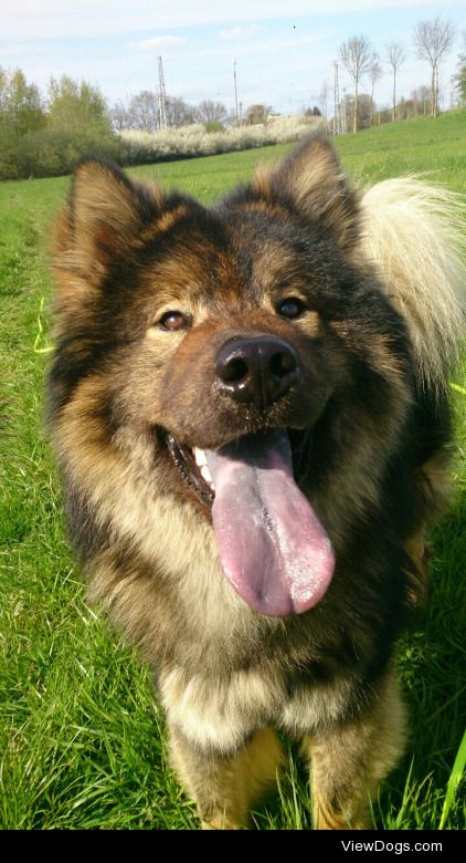 This is Loki, my one and a half years old Eurasier. He loves to…