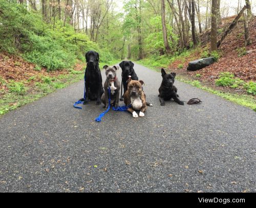 Pack walk. Rooney, Kimura, George, Bentley, Bauer.